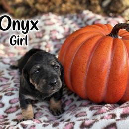 Dachshund Puppies from Dirksen Doxies