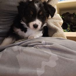 Miniature Australian Shepherd Puppies from Carter's Cuties