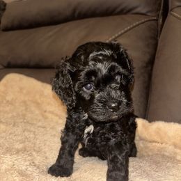 Willow - Black female Cockapoo puppy in California from Central Valley Scotties