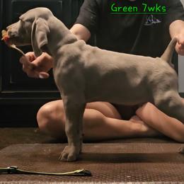 Green Collar - Silver gray male Weimaraner puppy in Indiana from So-IN Weimaraner's