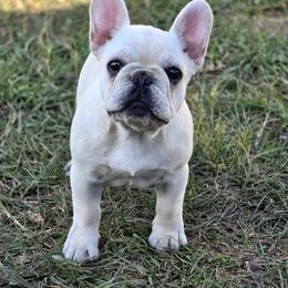 French Bulldog Puppies from Reds Frenchies