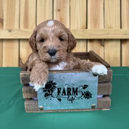 Willy - Red male Cockapoo puppy in Connersville, Indiana from MoonShine Babies