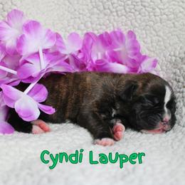 Boxer Puppies from Music City Boxers