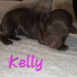 Kelly - Chocolate and tan female Dachshund puppy in Mobile, Alabama from Mobile Mini Dachshunds
