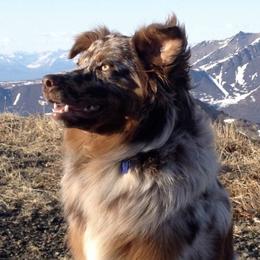 Australian Shepherds from Tri County Australian Shepherds