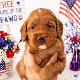 Crew - Red  male Goldendoodle puppy in Apopka, Florida from The Classic Doodle