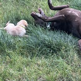 Betsy Ross - Yellow female Labrador Retriever puppy in Cheney, Washington from Loudon's Labradors