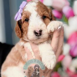 Lucky - Parti female Goldendoodle puppy in Marion, Ohio from Doodles & Doxies