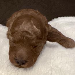Tuk Tuk - Red  male Poodle puppy in Parker, Colorado from N/A