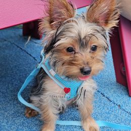 Romeo - Black and tan male Yorkshire Terrier puppy in Brooklyn, New York from York Terrier Treasures