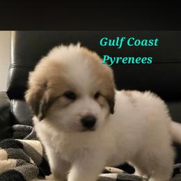 Nugget - White and badger male Great Pyrenees puppy in Bay Saint Louis, Mississippi from Gulf Coast Pyrenees