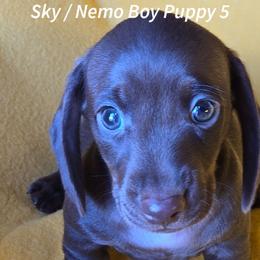 Sky and Nemo Puppy 5 - Chocolate male Dachshund puppy in Anamosa, Iowa from Melsh Precious Pets