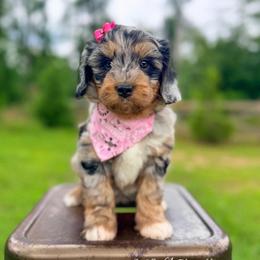 Ella Fitzgerald - Blue merle female Aussiedoodle puppy in Chattanooga, Tennessee from Remedy Ranch Aussiedoodles