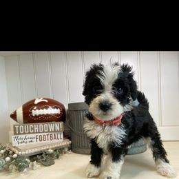Bernedoodle Puppies from Mountain Top Doodles