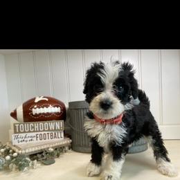 Bernedoodle Puppies from Mountain Top Doodles