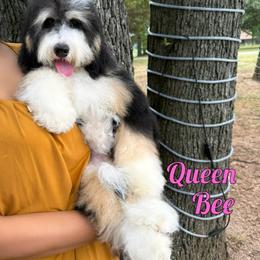 Queen Bee - Tri-color female Bernedoodle puppy in Mount Vernon, Missouri from PoodlelyDoodlely