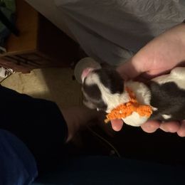 Orange Boy - Parti male Miniature Schnauzer puppy in Virginia from Schnauzers Castle