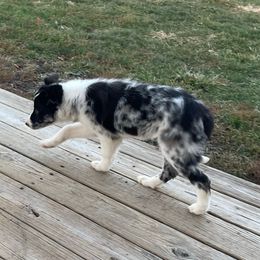 Confetti - Blue merle female Border Collie puppy in Grover Hill, Ohio from Heritage Border Collies
