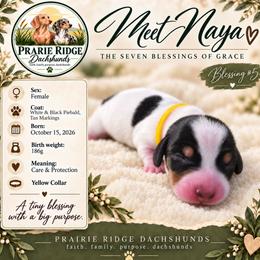 Naya - Piebald female Dachshund puppy in Firesteel, South Dakota from Prairie Ridge Dachshunds