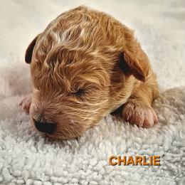 Charlie - Apricot male Goldendoodle puppy in Hendersonville, Tennessee from Ben's Best Buddy Goldendoodles