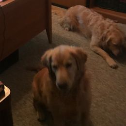 Golden Retrievers from Golden Kingdom