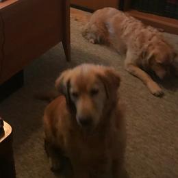 Golden Retrievers from Golden Kingdom
