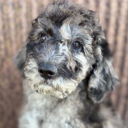 Clyde - Merle male Saint Berdoodle puppy in Beach, North Dakota from Badland St. Berdoodles LLC