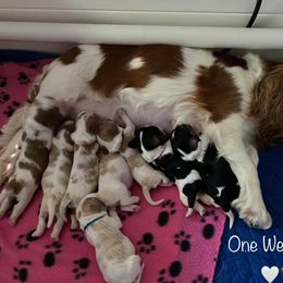 Cavalier King Charles Spaniel Puppies from CK Cavaliers