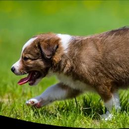 Border Collie Puppies from Eastwillow Border Collies