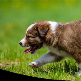 Border Collie Puppies from Eastwillow Border Collies