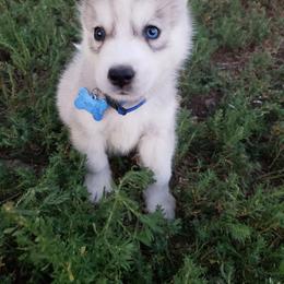 German Shepherd and Siberian Husky Puppies from Sininger Lagoon