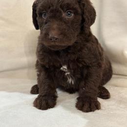 Labradoodle Puppies from Raising Doodles