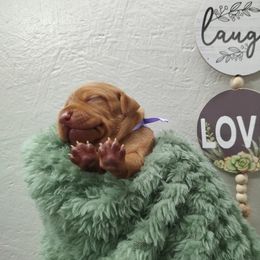 Miss Purple - Golden rust female Vizsla puppy in Lexington, Kentucky from Summit Vizsla (we can deliver to you)
