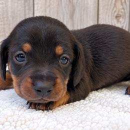 Sandy - Black and tan female Dachshund puppy in Warm Springs, Arkansas from Seven Hills Arkansas