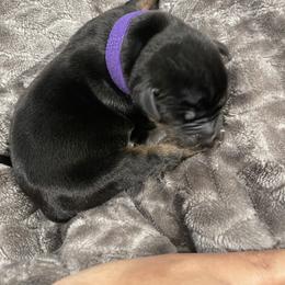 Bulldog Puppies from Bay Area Bulldogs