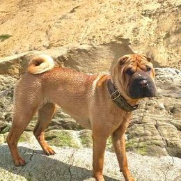 Chinese Shar-Pei All Grown Up from ENZI PEI