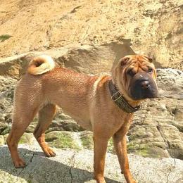 Chinese Shar-Pei All Grown Up from ENZI PEI