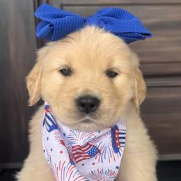 Purple Girl - Golden female Golden Retriever puppy in Silver Lake, Indiana from Seven Hills Goldens