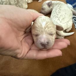 Cash - Apricot male Poodle puppy in Poth, Texas from Casa de Curls