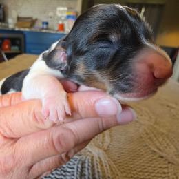 Wednesday - Piebald female Dachshund puppy in Oklahoma from Wilkinson’s Waggish Weiner Dogs