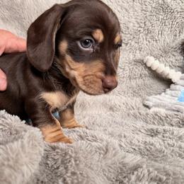 Dachshund Puppies from Silver Sage Dachshunds