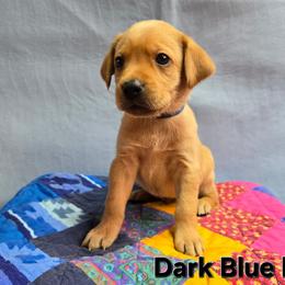 Boy 1 - Yellow male Labrador Retriever puppy in Potosi, Wisconsin from Point and Flush Gun Dogs