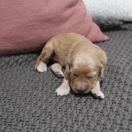 Goldendoodle Puppies from Silver Barn Doodles
