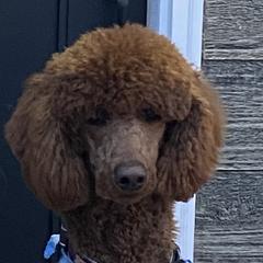 Oliver - Poodle
