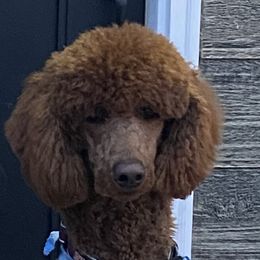 Oliver - Poodle
