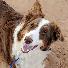 MOTLEY - Australian Shepherd