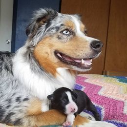 Australian Shepherd Puppies from Crystal Peak Australian Shepherds