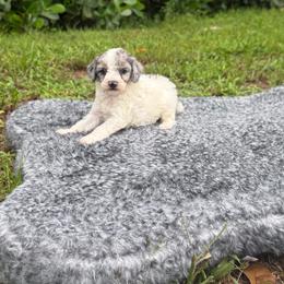 Oliver - Parti male Poodle puppy in Florida from Puppies Forever 💙❤️🐶
