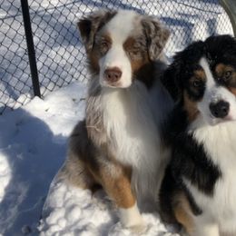 Australian Shepherds from Relic Australian Shepherds