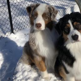 Australian Shepherds from Relic Australian Shepherds